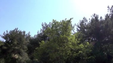 1920 x 1080 30 Fps. çok güzel Görünümü araç Video hareket eden gökyüzü ve ağaçlar.