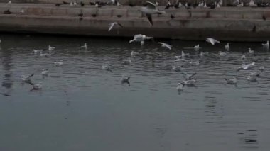 Çok Güzel Martı Kuşları Uçan Marina Görüntüleri.