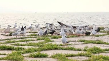 Deniz kuşlar üzerinde kaya ayakta, Swimmind ve uçan Içinde bu okyanus