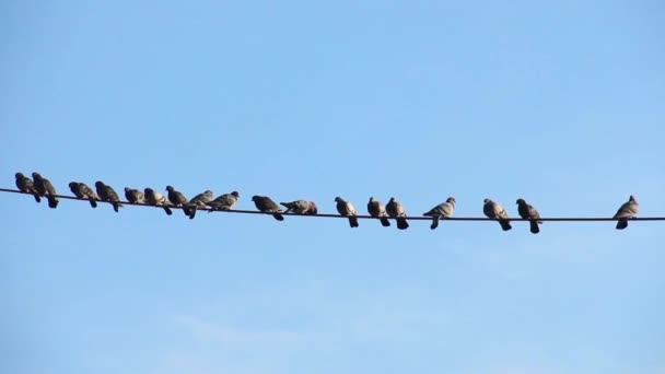 Gruppo Piccioni Uccelli Seduti Fili Città Sullo Sfondo — Video Stock