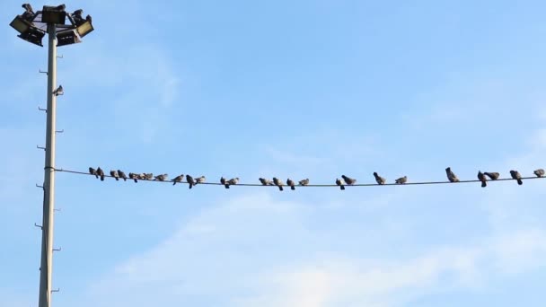 Groupe Pigeons Oiseaux Assis Sur Des Fils Ville Arrière Plan — Video