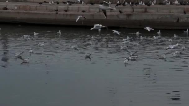 Very Nice Seagulls Birds Flying Marina Footage — Stock Video