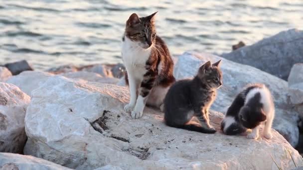 Gato Salvaje Blanco Negro Durmiendo Muelle Abre Los Ojos Estira — Vídeo de stock