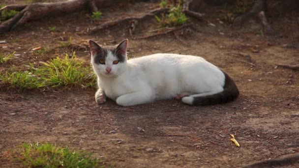 Chat sauvage noir et blanc dormant sur le quai. Il ouvre les yeux et s'étire, se levant pour regarder autour de lui 