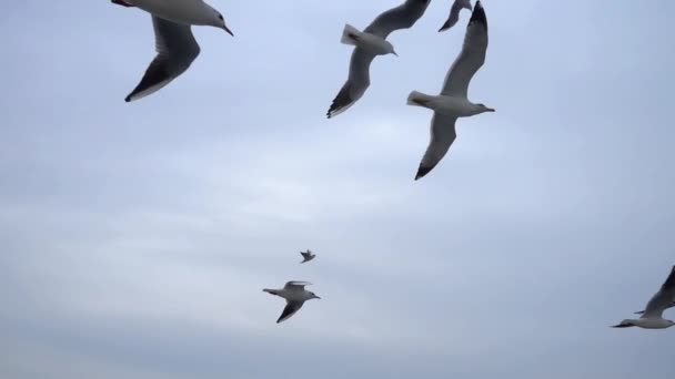 Γλάροι Που Πετούν Στον Γκρίζο Καθαρό Ουρανό Κοντινό Σμήνος Πουλιών — Αρχείο Βίντεο