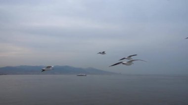 Gri, temiz gökyüzünde uçan martılar. Yakın çekim kuş sürüsü yavaş çekimde uçar.