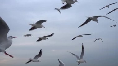Gökyüzünde süzülen martı sürüsü. Yakın plan.