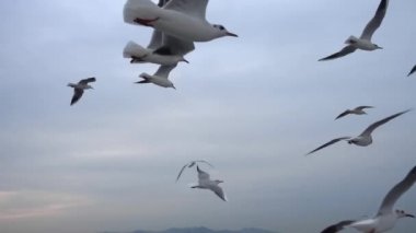 Gökyüzünde süzülen martı sürüsü. Yakın plan.