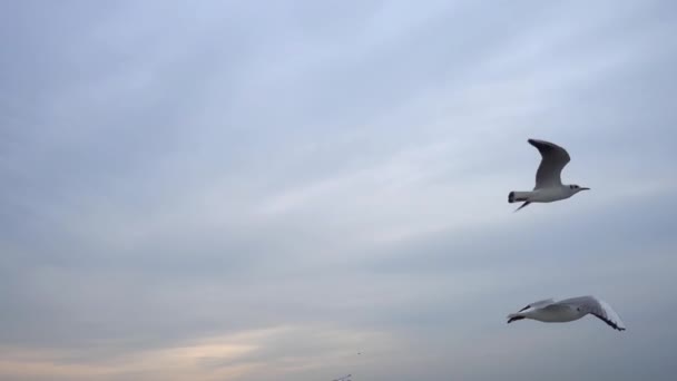 Una Bandada Gaviotas Volando Por Cielo Primer Plano — Vídeos de Stock