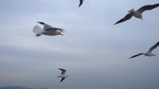 Flock Seagulls Flying Sky Soaring Close — Stock Video
