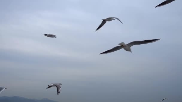 Flock Måsar Som Flyger Över Himlen Svävar Närbild — Stockvideo