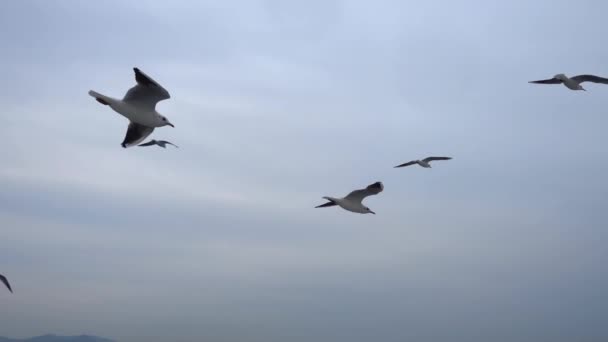 Eine Schar Möwen Fliegt Luftiger Höhe Über Den Himmel Nahaufnahme — Stockvideo