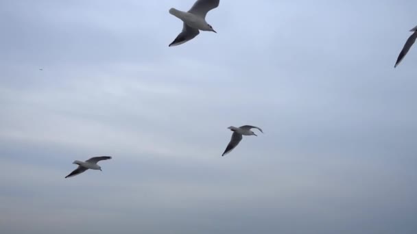 Eine Schar Möwen Fliegt Luftiger Höhe Über Den Himmel Nahaufnahme — Stockvideo