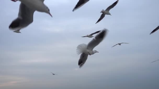 Σμήνος Από Γλάρους Που Πετούν Πάνω Από Τον Ουρανό Πετώντας — Αρχείο Βίντεο