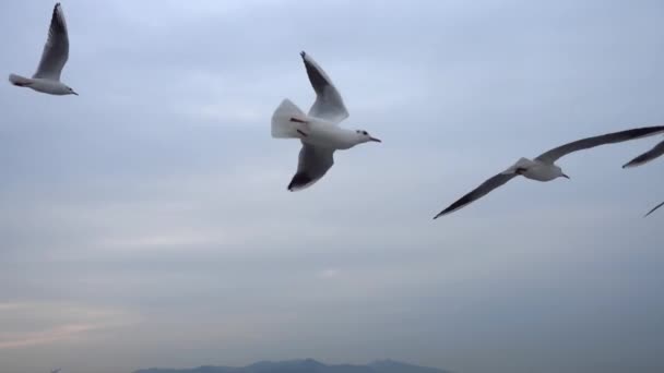 Een Zwerm Meeuwen Die Door Lucht Zweven Close — Stockvideo