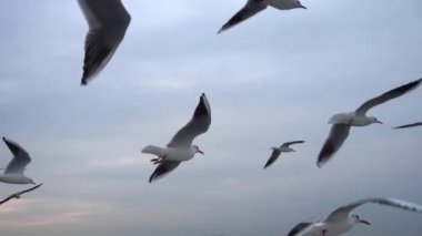 Gökyüzünde süzülen martı sürüsü. Yakın plan.