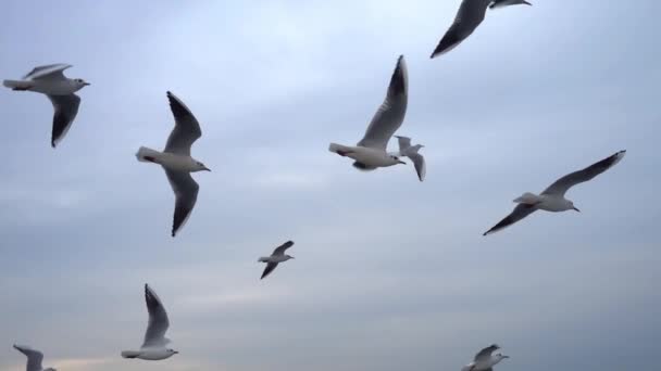 Gaivotas Voando Céu Limpo Cinza Close Rebanho Pássaros Voa Câmera — Vídeo de Stock