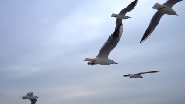 Γλάροι Που Πετούν Στον Γκρίζο Καθαρό Ουρανό Κοντινό Σμήνος Πουλιών — Αρχείο Βίντεο