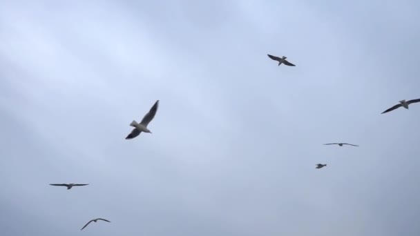 Meeuwen Vliegen Grijze Schone Lucht Close Zwerm Vogels Vliegt Slow — Stockvideo