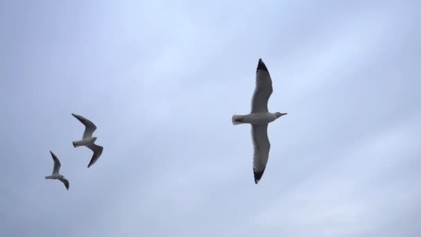 Möwen Fliegen Grauen Sauberen Himmel Nahaufnahme Vogelschwarm Fliegt Zeitlupe — Stockvideo