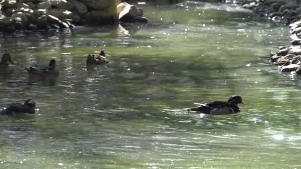 Patos Agitando Sus Alas Lago Con Pico Amarillo — Vídeos de Stock