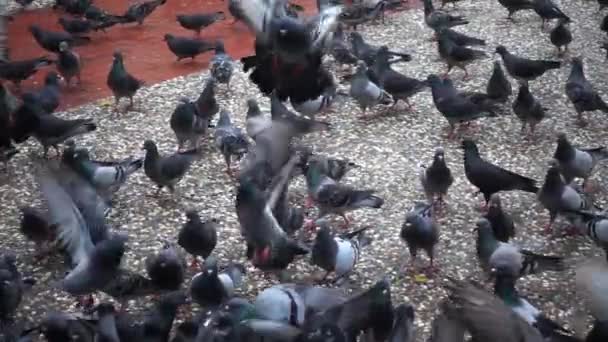 Taubenschwarm Fliegt Und Läuft Auf Betonboden — Stockvideo