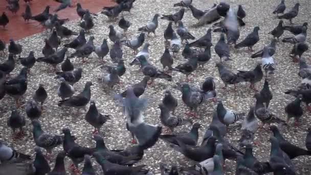 Uçan Beton Zeminde Yürüyen Güvercin Sürüsü — Stok video