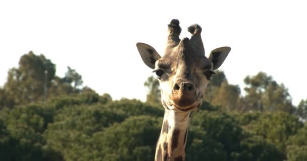 非常漂亮的长颈鹿正在观看照相机的镜头 — 图库视频影像