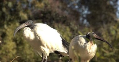 Çok Güzel Threskiornis Moluccus 4k Görüntü.