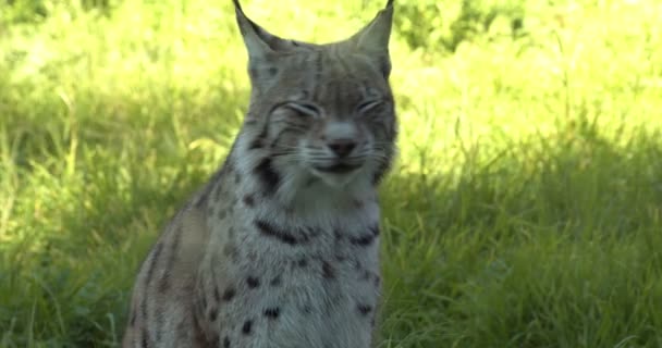 Bardzo Ładny Lynx Siedzi Nagraniu Trawy — Wideo stockowe