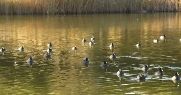 Sangat Bagus Bebek Mengambang Pada Alang Alang Cuplikan Danau — Stok Video