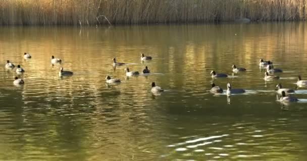 Patos Muy Bonitos Flotando Sobre Cañas Las Imágenes Del Lago — Vídeos de Stock
