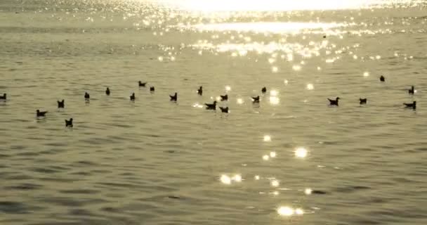 Klidný Ostrov Při Západu Slunce Ukazuje Načechrané Mraky Pomalu Pohybující — Stock video