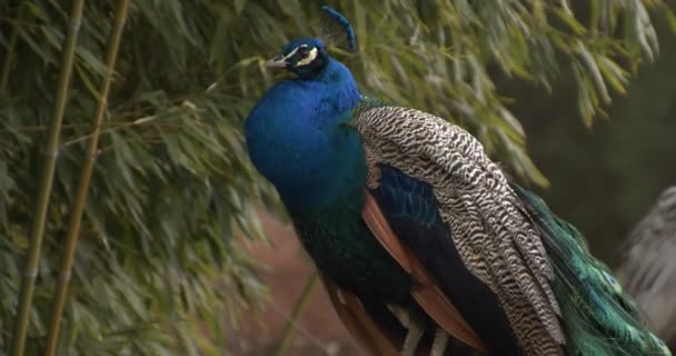 Molto Bello Peacock Filmato — Video Stock