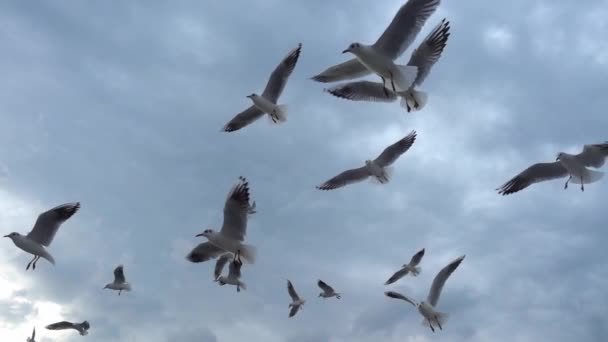 Martı Sürüsü Uçuyor Yüzüyor Ayakta Duruyor Deniz Okyanus Gökyüzü — Stok video