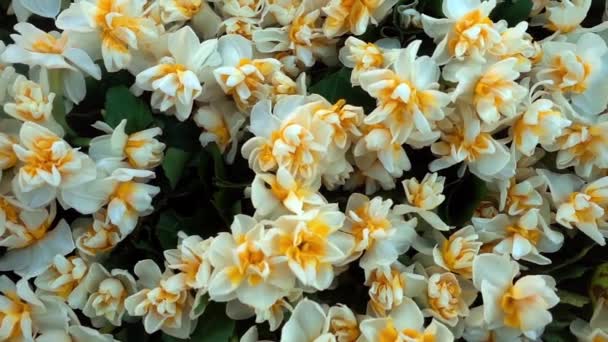 Sluiten Veel Kleurrijke Bloemen Zijn Tuin Bloeien Bloemen Bloemen Zijn — Stockvideo