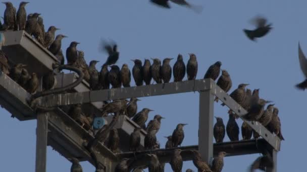 非常に素敵な鳥は金属製の建設映像に浸かりました — ストック動画
