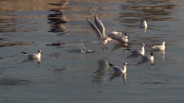 Flock Seagull Fllying Swimming Standing Sea Ocean Sky — Stock Video