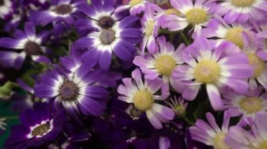 Bahçede bir sürü renkli çiçek var. Çiçekler açıyor. Çiçekler de çok güzel. O bahar ve sıcak havanın müjdecisi çiçekler gülüyor.