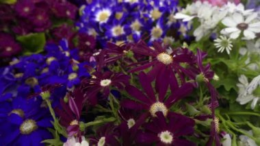 Bahçede bir sürü renkli çiçek var. Çiçekler açıyor. Çiçekler de çok güzel. O bahar ve sıcak havanın müjdecisi çiçekler gülüyor.