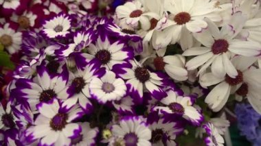 Bahçede bir sürü renkli çiçek var. Çiçekler açıyor. Çiçekler de çok güzel. O bahar ve sıcak havanın müjdecisi çiçekler gülüyor.