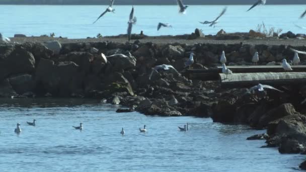 Flock Seagull Volar Nadar Pie Mar Océano Cielo — Vídeos de Stock