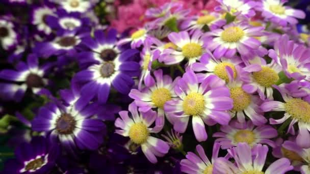 Zamknij Wiele Kolorowych Kwiatów Ogrodzie Kwitną Kwiaty Kwiaty Piękne Kwiaty — Wideo stockowe