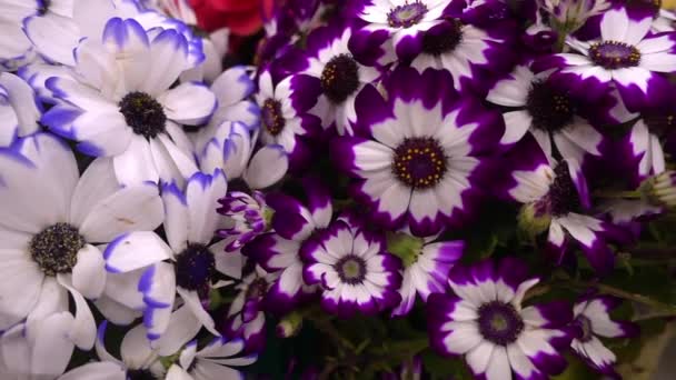 Sluiten Veel Kleurrijke Bloemen Zijn Tuin Bloeien Bloemen Bloemen Zijn — Stockvideo