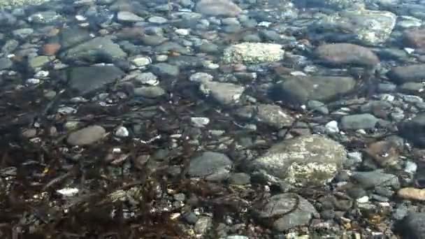 Фон Ярких Красочных Морских Камней Гальки Водой Солнечный Свет Камнях — стоковое видео