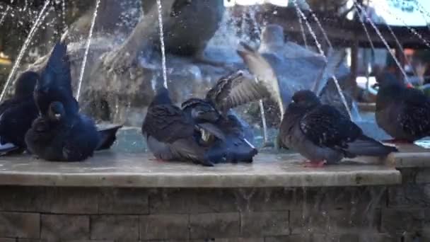 Πολύ Ωραία Περιστέρια Κολύμβηση Στο Fountain Footage — Αρχείο Βίντεο