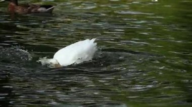 Çok hoş beyaz ördek göl görüntülerinde yıkanarak kendini tımar ediyor..
