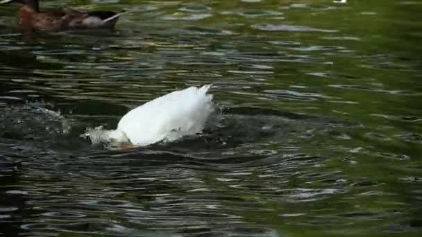 Bardzo Ładne Biała Kaczka Przygotowuje Się Myjąc Się Nagraniu Jeziora — Wideo stockowe