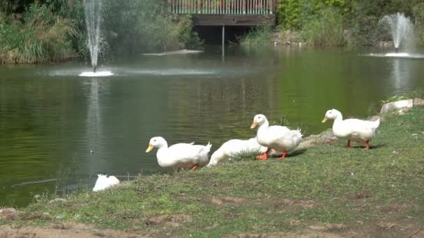 Molto Bello Gregge Anatre Bianche Vicino Filmato Del Lago — Video Stock