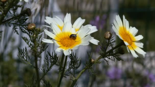 Sehr Schöne Insekten Auf Frühlingsblumen Footage — Stockvideo
